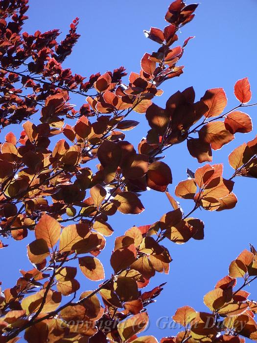 Autumn colour, Trevannah IMGP0321.JPG